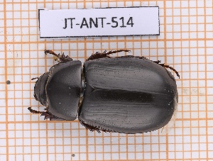  ( - JT-ANT-514)  @11 [ ] CC-By (2021) Julien Touroult Muséum national d'histoire naturelle, Paris