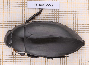  (Hydrophilus insularis - JT-ANT-552)  @11 [ ] CC-By (2021) Julien Touroult Muséum national d'histoire naturelle, Paris