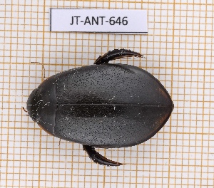  ( - JT-ANT-646)  @11 [ ] CC-By (2021) Julien Touroult Muséum national d'histoire naturelle, Paris