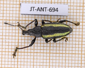  ( - JT-ANT-694)  @11 [ ] CC-By (2021) Julien Touroult Muséum national d'histoire naturelle, Paris