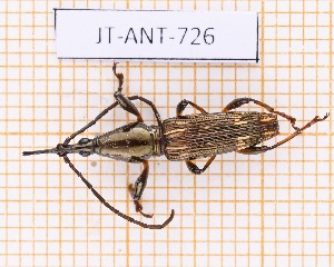  ( - JT-ANT-726)  @11 [ ] CC-By (2021) Julien Touroult Muséum national d'histoire naturelle, Paris