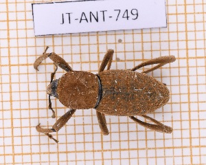  (Mesocordylus porriginosus - JT-ANT-749)  @11 [ ] CC-By (2021) Julien Touroult Muséum national d'histoire naturelle, Paris