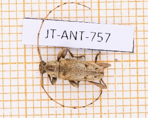 ( - JT-ANT-757)  @11 [ ] CC-By (2021) Julien Touroult Muséum national d'histoire naturelle, Paris