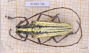  (Taeniotes leucogrammus - JT-ANT-760)  @11 [ ] CC-By (2021) Julien Touroult Muséum national d'histoire naturelle, Paris