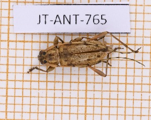  ( - JT-ANT-765)  @11 [ ] CC-By (2021) Julien Touroult Muséum national d'histoire naturelle, Paris