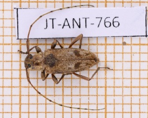 ( - JT-ANT-766)  @11 [ ] CC-By (2021) Julien Touroult Muséum national d'histoire naturelle, Paris