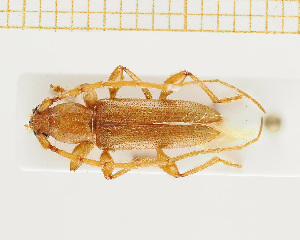  ( - JT-ANT-821)  @11 [ ] CreativeCommons - Attribution Share-Alike (2025) Unspecified Museum national d'Histoire naturelle