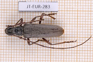  (Derolus mauritanicus - JT-EUR-283)  @11 [ ] CC-by (2023) Julien Touroult Museum national d'Histoire naturelle, Paris