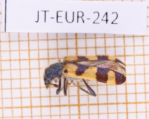  ( - JT-EUR-242)  @11 [ ] Creative common (2022) Julien Touroult Museum national d'Histoire naturelle, Paris