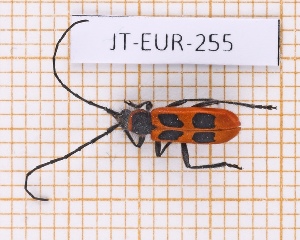  ( - JT-EUR-255)  @11 [ ] Creative common (2022) Julien Touroult Museum national d'Histoire naturelle, Paris