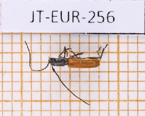  ( - JT-EUR-256)  @11 [ ] Creative common (2022) Julien Touroult Museum national d'Histoire naturelle, Paris