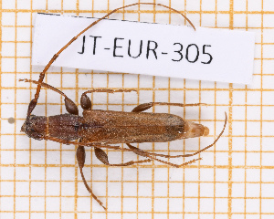  (Delagrangeus - JT-EUR-305)  @11 [ ] CC-By (2025) Julien Touroult MNHN