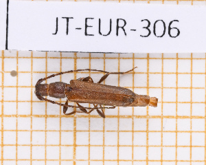  ( - JT-EUR-306)  @11 [ ] CC-By (2025) Julien Touroult MNHN