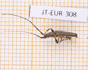  ( - JT-EUR-308)  @11 [ ] CC-By (2025) Julien Touroult MNHN