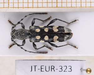  (Paraclytus - JT-EUR-323)  @11 [ ] CC-By (2025) Julien Touroult MNHN