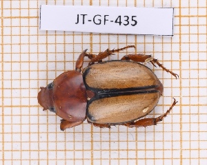  (Cyclocephala toulgoeti - JT-GF-435)  @11 [ ] CC-by (2023) Julien Touroult Museum national d'Histoire naturelle, Paris