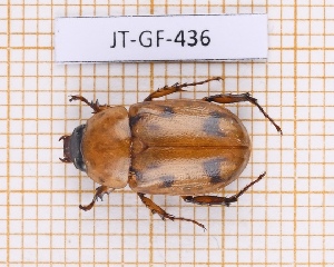  (Cyclocephala diluta - JT-GF-436)  @11 [ ] CC-by (2023) Julien Touroult Museum national d'Histoire naturelle, Paris