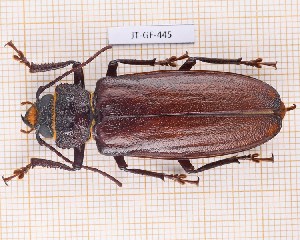  (Mallodonhoplus nobilis - JT-GF-445)  @11 [ ] CC-by (2023) Julien Touroult Museum national d'Histoire naturelle, Paris