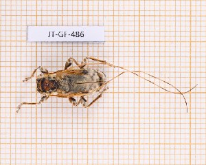  (Pseudaethomerus lacordairei - JT-GF-486)  @11 [ ] CC-by (2023) Julien Touroult Museum national d'Histoire naturelle, Paris
