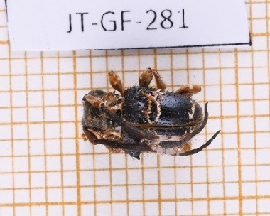  (Tessarecphora arachnoides - JT-GF-281)  @11 [ ] Creative common (2022) Julien Touroult Museum national d'Histoire naturelle, Paris