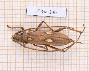  ( - JT-GF-296)  @11 [ ] Creative common (2022) Julien Touroult Museum national d'Histoire naturelle, Paris