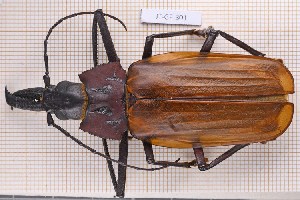  (Macrodontia flavipennis - JT-GF-301)  @11 [ ] Creative common (2022) Julien Touroult Museum national d'Histoire naturelle, Paris