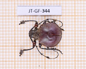  (Cyclopeplus peruvianus - JT-GF-344)  @11 [ ] Creative common (2022) Julien Touroult Museum national d'Histoire naturelle, Paris