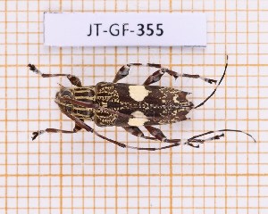  (Colobothea bisignata - JT-GF-355)  @11 [ ] Creative common (2022) Julien Touroult Museum national d'Histoire naturelle, Paris