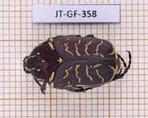  (Hologymnetis undulata - JT-GF-358)  @11 [ ] Creative common (2022) Julien Touroult Museum national d'Histoire naturelle, Paris
