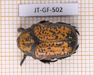  (Neocorvicoana reticulata - JT-GF-502)  @11 [ ] CC-by (2023) Julien Touroult Museum national d'Histoire naturelle, Paris