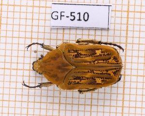  (Hoplopyga albiventris - JT-GF-510)  @11 [ ] CC-by (2023) Julien Touroult Museum national d'Histoire naturelle, Paris