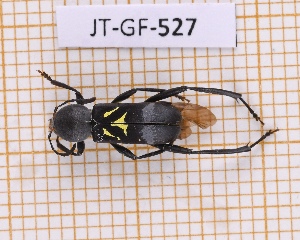  (Mecometopus polygenus - JT-GF-527)  @11 [ ] CC-By (2025) Julien Touroult MNHN