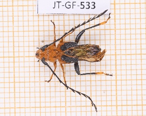  (Oideterus crenatocerus - JT-GF-533)  @11 [ ] CC-By (2025) Julien Touroult MNHN