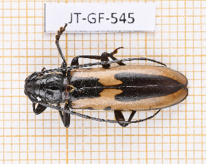  (Poeciloxestia sagittaria - JT-GF-545)  @11 [ ] CC-By (2025) Julien Touroult MNHN