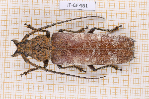  ( - JT-GF-551)  @11 [ ] CC-By (2025) Julien Touroult MNHN