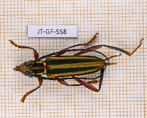  (Mionochroma ocreatum - JT-GF-558)  @11 [ ] CC-By (2025) Julien Touroult MNHN