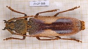  (Gnathopraxithea - JT-GF-566)  @11 [ ] CC-By (2025) Julien Touroult MNHN