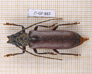  (Paracriodion - JT-GF-567)  @11 [ ] CC-By (2025) Julien Touroult MNHN