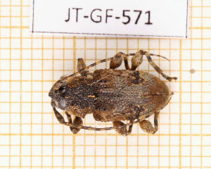  ( - JT-GF-571)  @11 [ ] CC-By (2025) Julien Touroult MNHN