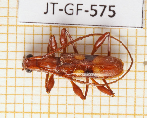  ( - JT-GF-575)  @11 [ ] CC-By (2025) Julien Touroult MNHN