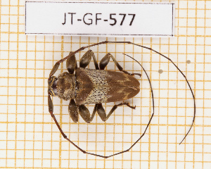  (Oreodera griseozonata - JT-GF-577)  @11 [ ] CC-By (2025) Julien Touroult MNHN