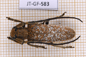  (Hoplistonychus - JT-GF-583)  @11 [ ] CC-By (2025) Julien Touroult MNHN