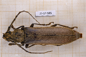  ( - JT-GF-585)  @11 [ ] CC-By (2025) Julien Touroult MNHN