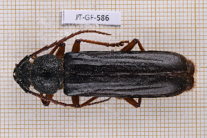  (Torneucerus - JT-GF-586)  @11 [ ] CC-By (2025) Julien Touroult MNHN