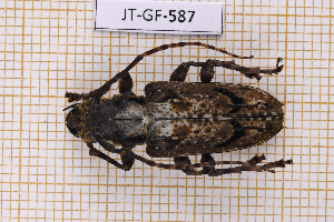  (Aegomorphus travassosi - JT-GF-587)  @11 [ ] CC-By (2025) Julien Touroult MNHN