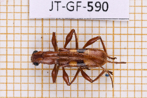  (Ophtalmoplon - JT-GF-590)  @11 [ ] CC-By (2025) Julien Touroult MNHN