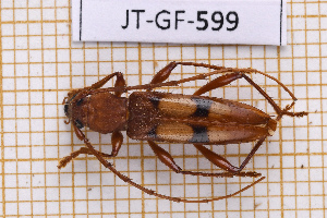  ( - JT-GF-599)  @11 [ ] CC-By (2025) Julien Touroult MNHN