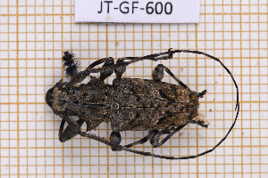  ( - JT-GF-600)  @11 [ ] CC-By (2025) Julien Touroult MNHN