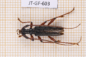  (Novantinoe guyanensis - JT-GF-603)  @11 [ ] CC-By (2025) Julien Touroult MNHN