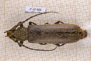  (Criodion cinereum - JT-GF-605)  @11 [ ] CC-By (2025) Julien Touroult MNHN